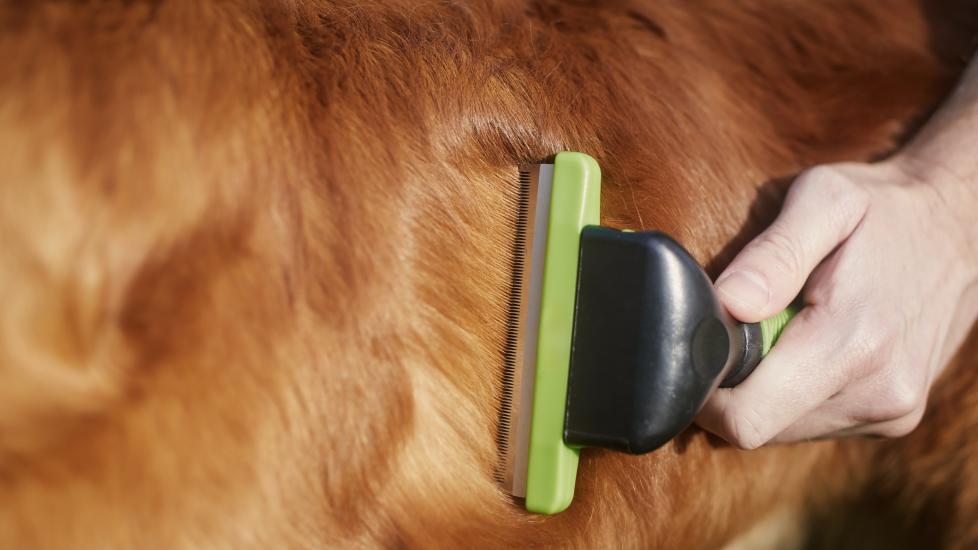 flea dirt; a dog is combed with a flea comb, which can help expose flea dirt.